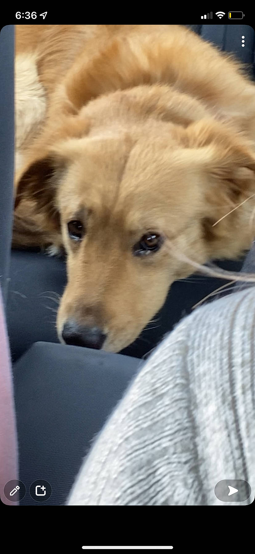 Tommy joined the competition — help win amazing prizes! canidae, carnivore, comfort, companion_dog, couch, dog, dog_breed, fawn, fur, guard_dog, non_sporting_group, paw, photo_caption, puppy, snout, sporting_group, street_dog, terrestrial_animal, whiskers, working_dog