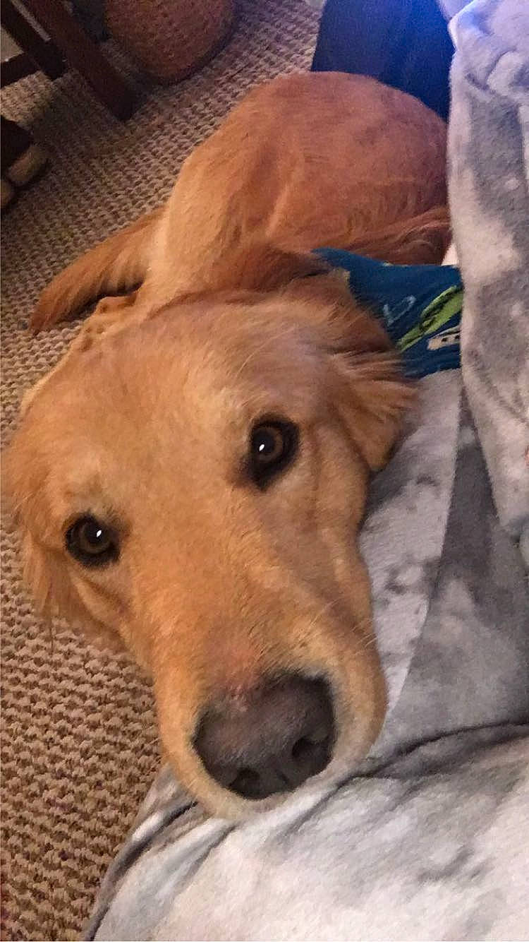 Tommy is registered to the contest to win money with this photo: canidae, carnivore, collar, comfort, companion_dog, dog, dog_breed, dog_supply, ear, eye, fawn, fur, jaw, liver, non_sporting_group, snout, sporting_group, terrestrial_animal, whiskers, working_animal