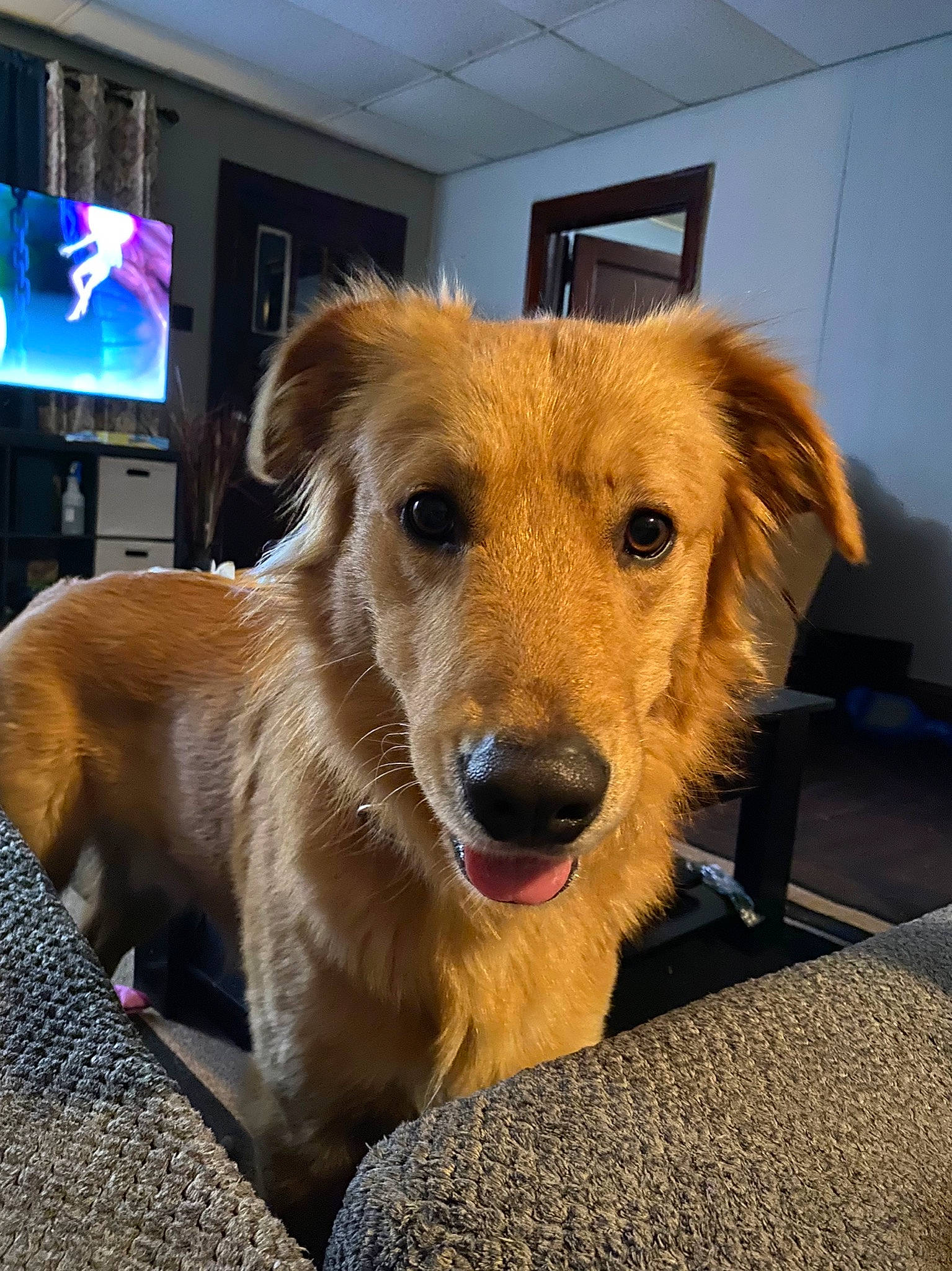 Tommy is registered to the contest to win money with this photo: canidae, carnivore, collar, companion_dog, display_device, dog, dog_breed, fawn, flooring, fur, led_backlit_lcd_display, paw, picture_frame, puppy, retriever, snout, sporting_group, television, whiskers, working_dog