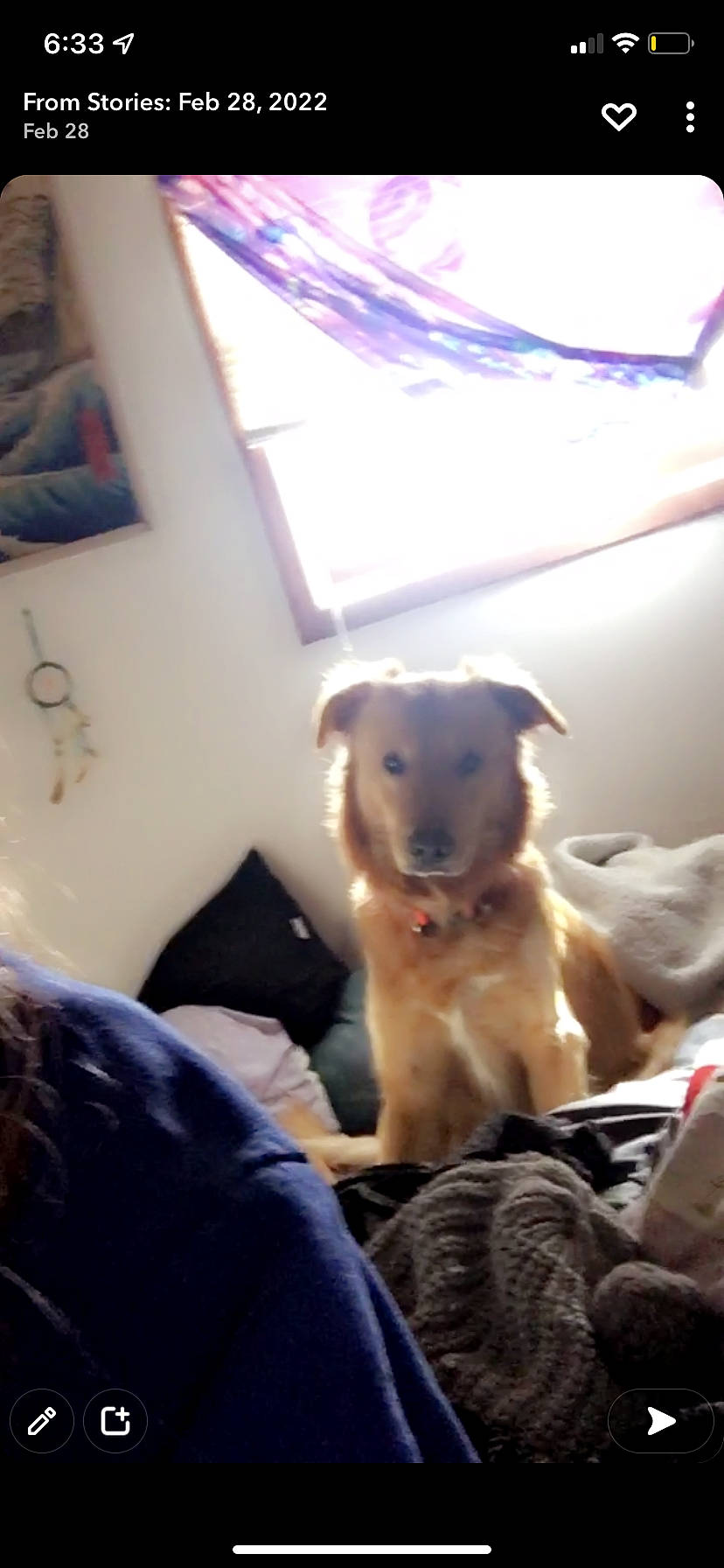 Tommy joined the competition — help win amazing prizes! canidae, carnivore, comfort, companion_dog, dog, dog_breed, fawn, fun, guard_dog, non_sporting_group, retriever, snout, sporting_group, terrier, toy_dog, whiskers