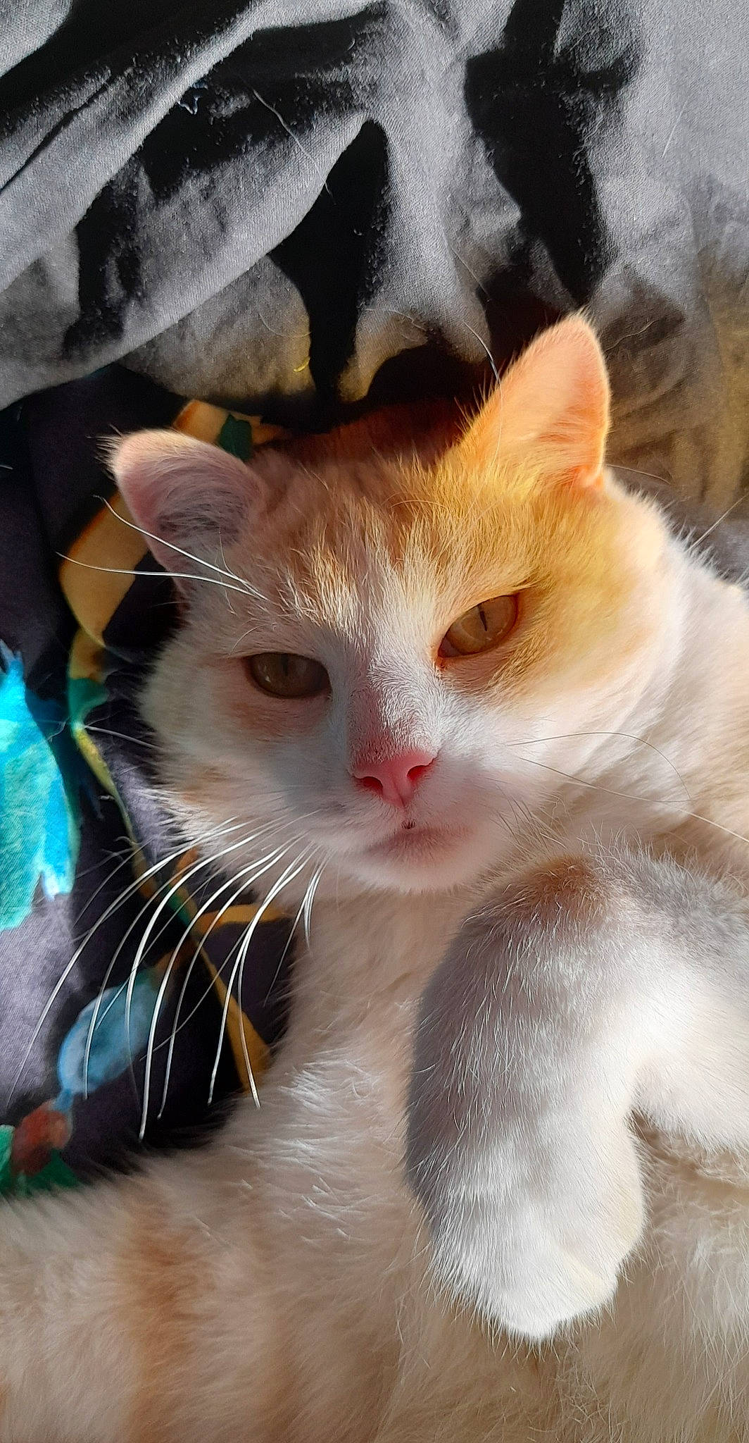 Inca a rejoint le concours — aidez-le/la à gagner de superbes lots ! carnivore, cat, claw, domestic_short_haired_cat, ear, fawn, felidae, fur, iris, paw, small_to_medium_sized_cats, snout, tail, whiskers, window