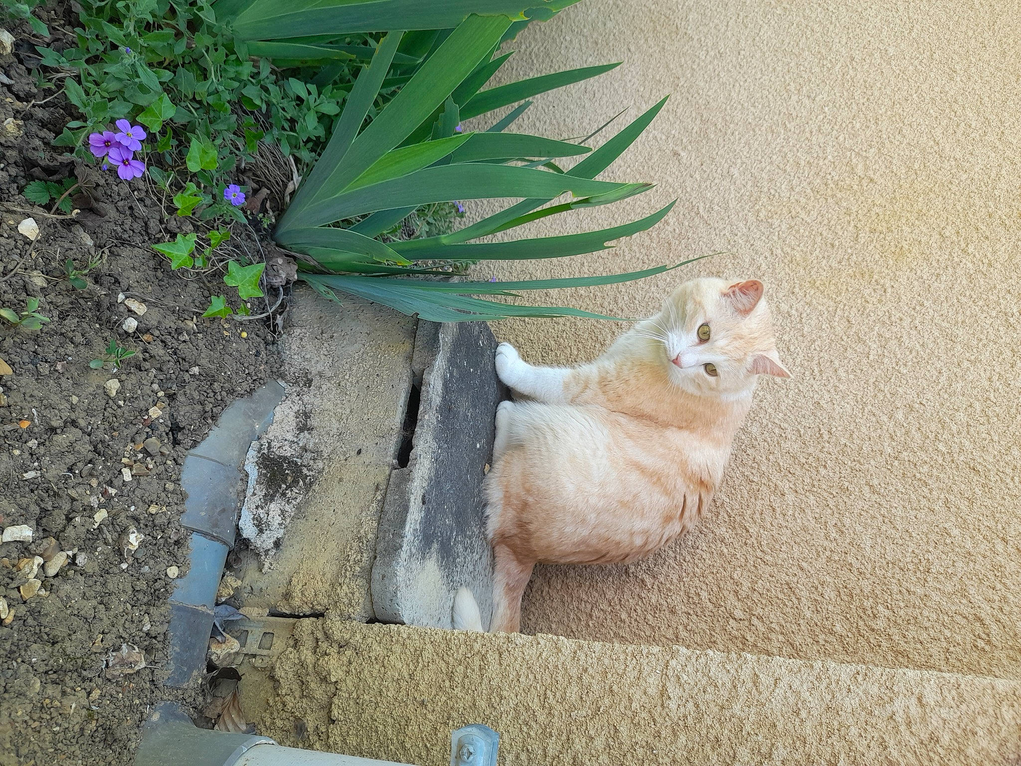 Inca participe au concours pour gagner de l'argent avec cette photo : asphalt, carnivore, cat, concrete, domestic_short_haired_cat, fawn, felidae, flower, fur, grass, paw, plant, road_surface, small_to_medium_sized_cats, snout, tail, terrestrial_plant, whiskers, window, wood
