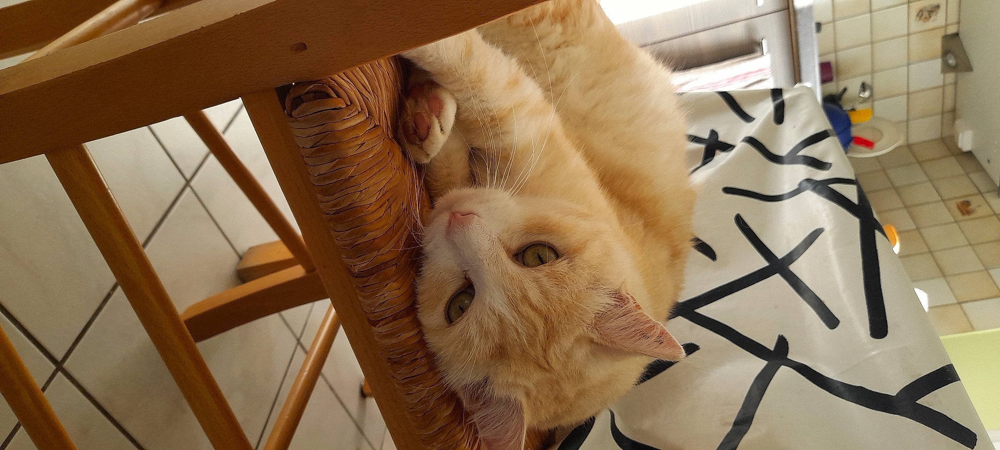 Inca participe au concours pour gagner de l'argent avec cette photo : animal_shelter, carnivore, cat, chair, claw, comfort, domestic_short_haired_cat, eye, fawn, felidae, flooring, fur, hardwood, paw, room, small_to_medium_sized_cats, snout, tail, whiskers, wood