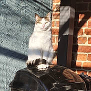 Moustique participe au concours pour gagner de l'argent avec cette photo : animal, black_surface, brick_wall, calm, cat, daylight, domestic_cat, fur, outdoor, paws, pet, quiet, resting, shadow, sitting, sunlight, tabby, tail, textured_wall, white_cat