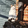 animal, black_surface, brick_wall, calm, cat, daylight, domestic_cat, fur, outdoor, paws, pet, quiet, resting, shadow, sitting, sunlight, tabby, tail, textured_wall, white_cat