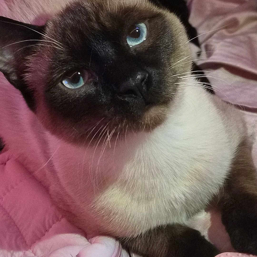 Mochi joined the competition — help win amazing prizes! cat, siamese_cat, blue_eyes, pet, animal, indoor, blanket, pink, fur, whiskers, cute, curious, close_up, face, mammal, domestic_animal, resting, companion, soft, cozy