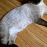 cat, siamese_cat, wood_floor, pet, animal, indoor, blue_eyes, fur, curious, cushion, texture, relaxing, mammal, whiskers, paw, portrait, domestic_animal, feline, laying, closeup