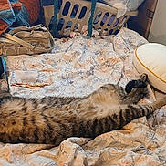 Frodo is registered to the contest to win money with this photo: tabby_cat, cat, sleeping_cat, stretched_out, bed, blanket, bedspread, pillow, laundry_basket, purse, hairbrush, knit_blanket, clothing, indoor, domestic, paw, whiskers, stripes, cozy, messy_room