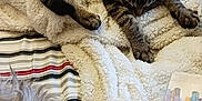 Frodo joined the competition — help win amazing prizes! cat, tabby_cat, sleeping_cat, blanket, sherpa_blanket, bed, striped_sheet, pens, pen_packaging, stationery, cozy, fur, stripes, skull_blanket, pink_pillow, stretched_out, indoors, pet, plush, nap_time