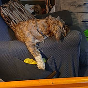 Charlie is registered to the contest to win money with this photo: dog, pet, armchair, sofa_cover, pillow, living_room, furniture, collar, paw, relaxed, napping, indoor, cabinet, drawer, storage_drawers, cardboard_box, cables, craft_project, embroidery_canvas, barcode