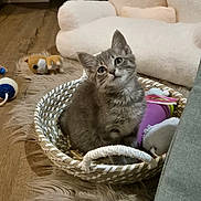 Hope participe au concours pour gagner de l'argent avec cette photo : basket, cat, cozy, curious, cute, domestic_cat, furniture, fuzzy_rug, gray_cat, household, indoor, kitten, living_room, pet, plush_toy, resting, small_animal, soft_texture, toy, wooden_floor