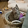 basket, cat, cozy, curious, cute, domestic_cat, furniture, fuzzy_rug, gray_cat, household, indoor, kitten, living_room, pet, plush_toy, resting, small_animal, soft_texture, toy, wooden_floor
