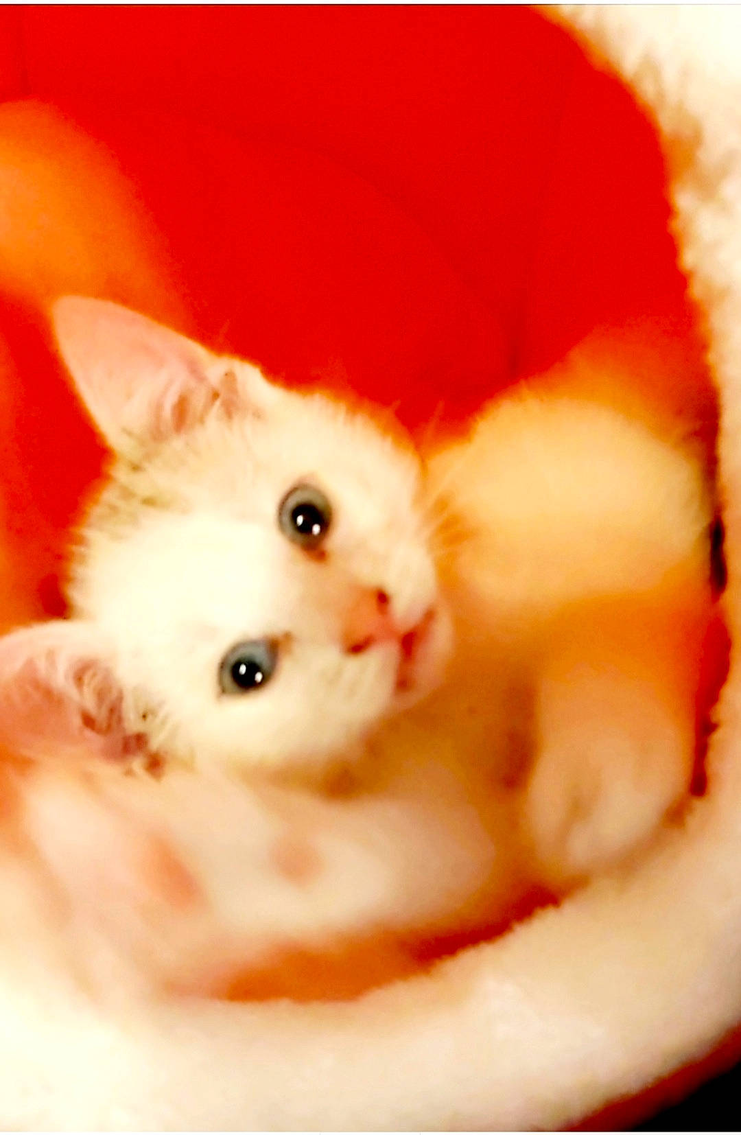 Blue a rejoint le concours — aidez-le/la à gagner de superbes lots ! canidae, carnivore, cat, cat_supply, claw, close_up, comfort, companion_dog, fang, fawn, felidae, fur, paw, peach, pet_supply, small_to_medium_sized_cats, snout, tail, terrestrial_animal, whiskers