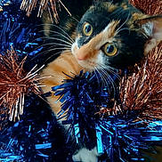 Squidge is registered to the contest to win money with this photo: animal, blue_tinsel, calico, cat, close_up, colorful, copper_tinsel, curious, cute, decorations, festive, fur, holiday, indoor, messy, pet, playful, tinsel, whiskers, wide_eyes