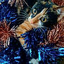 animal, blue_tinsel, calico, cat, close_up, colorful, copper_tinsel, curious, cute, decorations, festive, fur, holiday, indoor, messy, pet, playful, tinsel, whiskers, wide_eyes