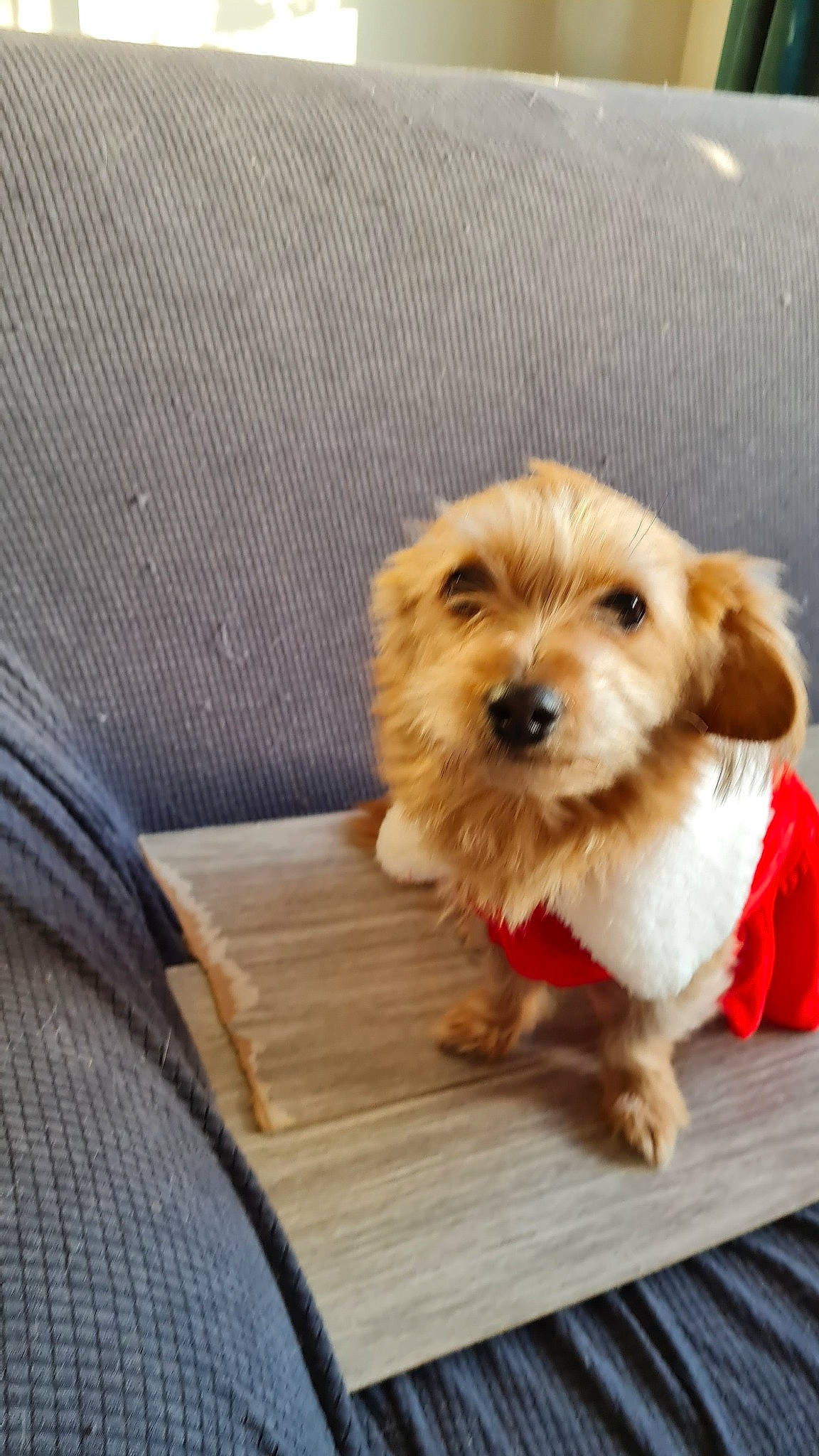 Chance a rejoint le concours — aidez-le/la à gagner de superbes lots ! canidae, carnivore, companion_dog, dog, dog_breed, dog_clothes, dog_supply, fawn, firefighter, hardwood, liver, pet_supply, small_terrier, snout, sporting_group, terrier, toy, toy_dog, wood, working_animal