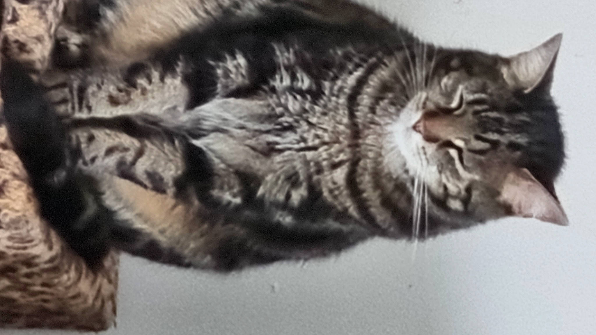 Lola a rejoint le concours — aidez-le/la à gagner de superbes lots ! carnivore, cat, claw, domestic_short_haired_cat, felidae, fur, monochrome, monochrome_photography, paw, small_to_medium_sized_cats, snout, tail, terrestrial_animal, whiskers, wildlife