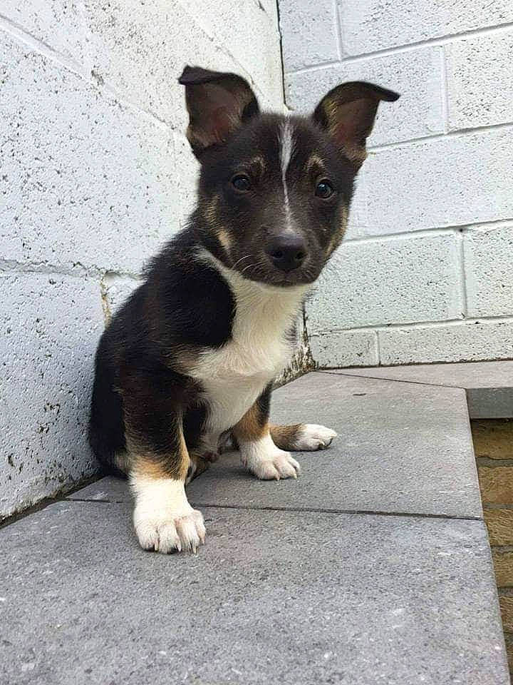 Lola a rejoint le concours — aidez-le/la à gagner de superbes lots ! art, canidae, carnivore, companion_dog, dog, dog_breed, paw, road_surface, snout, sporting_group, street_dog, tail, terrestrial_animal, whiskers, working_animal, working_dog