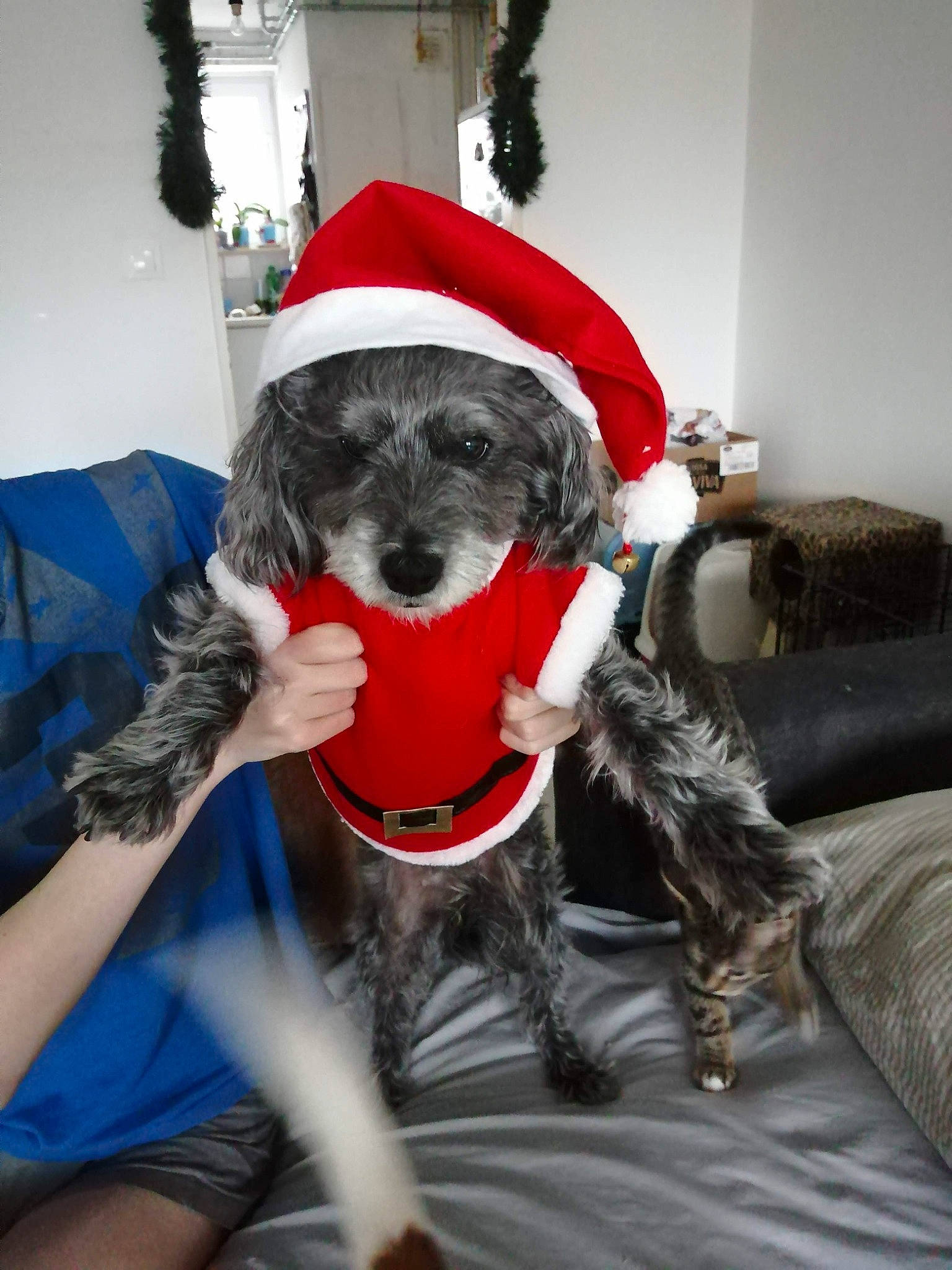 Lola a rejoint le concours — aidez-le/la à gagner de superbes lots ! carnivore, chair, comfort, companion_dog, couch, dog, dog_breed, dog_clothes, dog_collar, dog_supply, fur, furniture, hat, holiday, personal_protective_equipment, sitting, snout, sporting_group, toy_dog, working_animal