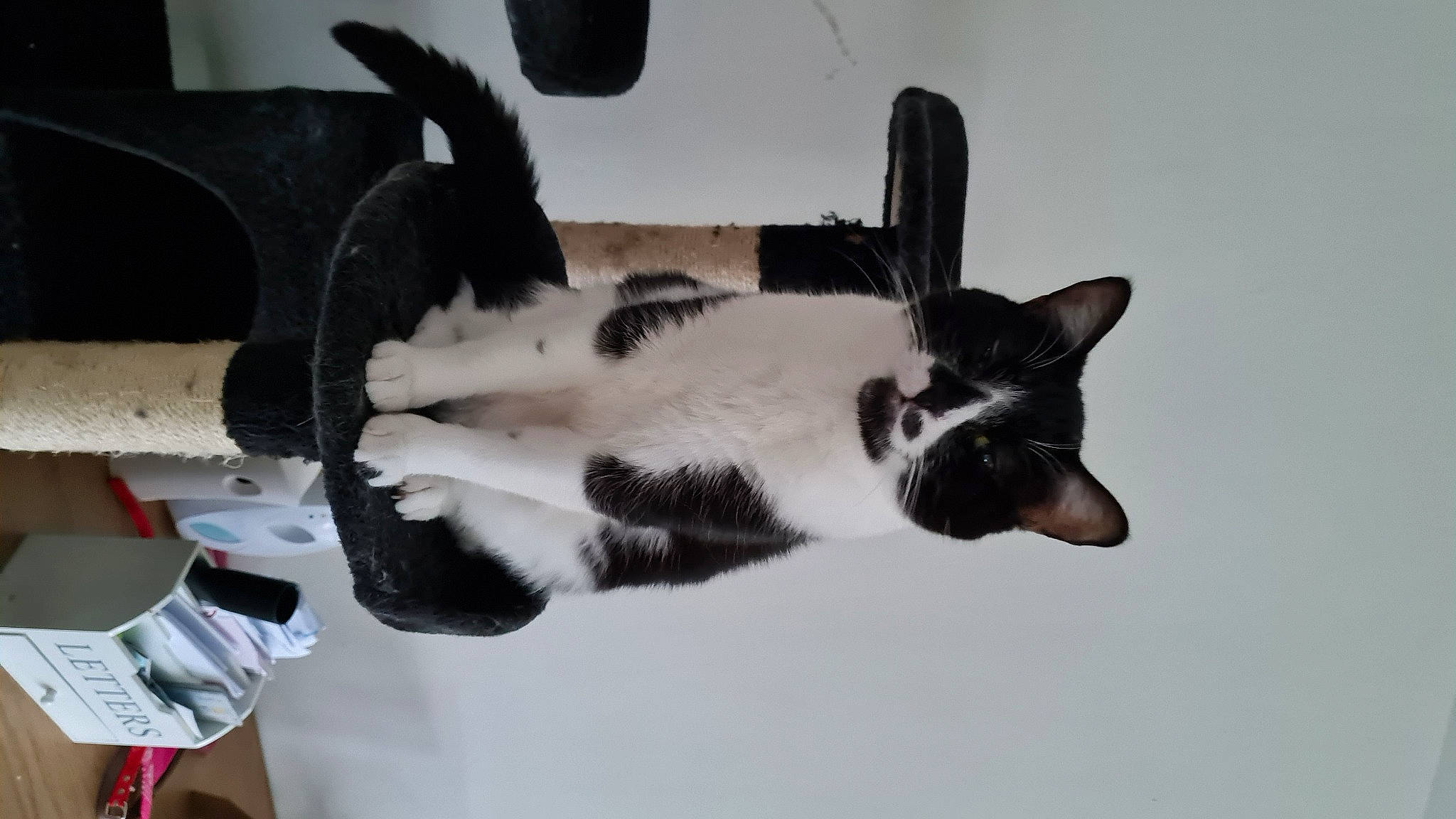 Onyx participe au concours pour gagner de l'argent avec cette photo : canidae, carmine, carnivore, cat, claw, dog_breed, domestic_short_haired_cat, felidae, fur, gesture, paw, small_to_medium_sized_cats, snout, tail, whiskers