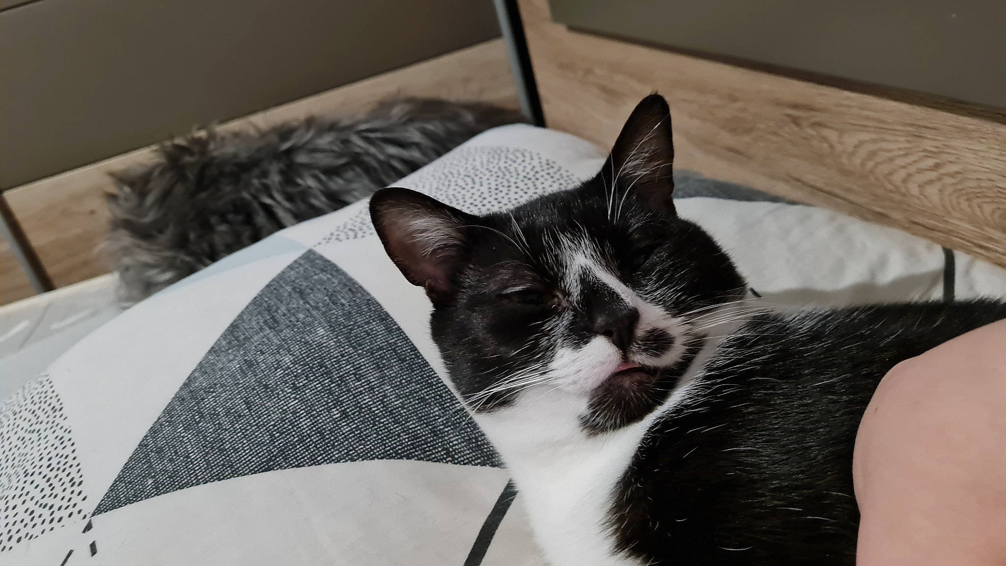 Onyx a rejoint le concours — aidez-le/la à gagner de superbes lots ! bedding, carnivore, cat, comfort, domestic_short_haired_cat, felidae, fur, grey, linens, monochrome, monochrome_photography, paper_product, pattern, paw, room, small_to_medium_sized_cats, snout, tail, whiskers, window