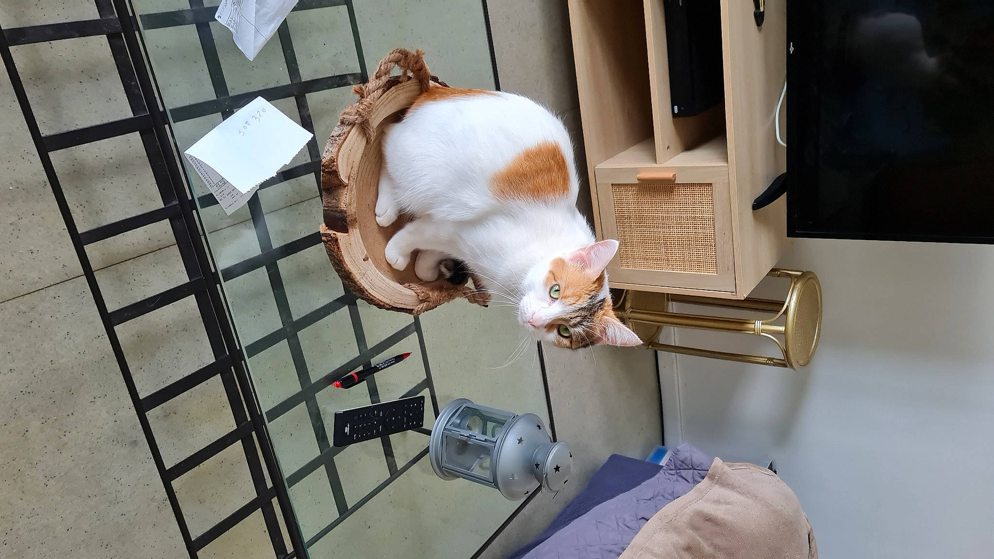 Kira participe au concours pour gagner de l'argent avec cette photo : animal_shelter, canidae, carnivore, collar, comfort, companion_dog, dog, dog_breed, fawn, felidae, fur, pet_supply, room, small_to_medium_sized_cats, snout, sporting_group, tail, whiskers, wood, working_animal