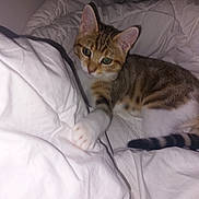 Chouquétte a rejoint le concours — aidez-le/la à gagner de superbes lots ! abyssinian, animal, bed, bedroom, blanket, cat, couch, cushion, furniture, homedecor, indoors, kitten, linen, manx, pet, quilt, room, siamese