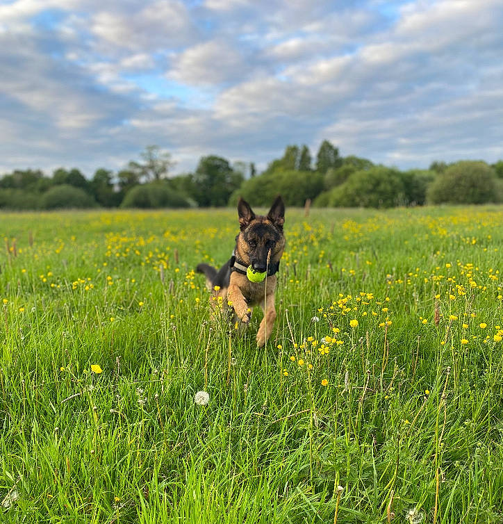 Remi joined the competition — help win amazing prizes! carnivore, cloud, companion_dog, dog, dog_breed, fawn, field, flower, grass, grassland, herbaceous_plant, landscape, meadow, natural_landscape, pasture, people_in_nature, plant, prairie, sky, tree