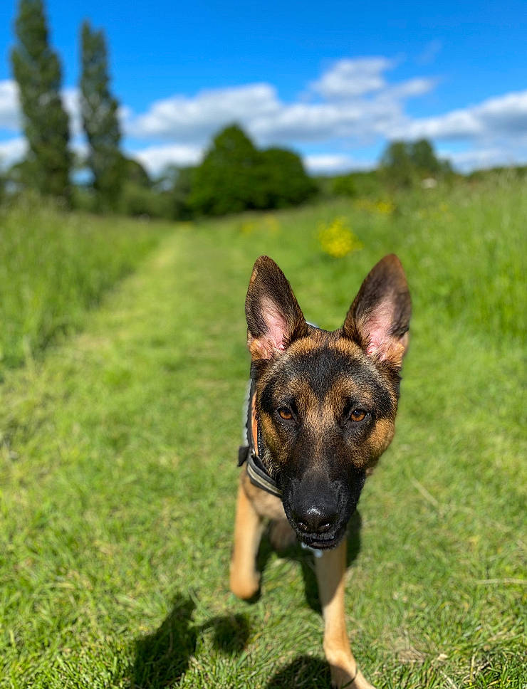 Remi is registered to the contest to win money with this photo: canidae, carnivore, cloud, companion_dog, dog, dog_breed, east_european_shepherd, eye, fawn, german_shepherd_dog, grass, grassland, guard_dog, herding_dog, landscape, old_german_shepherd_dog, plant, sky, sporting_group, tree