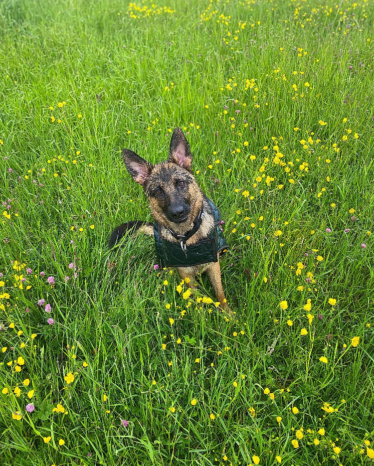 Remi is registered to the contest to win money with this photo: carnivore, dog_breed, fawn, field, flower, flowering_plant, grass, grass_family, grassland, groundcover, herbaceous_plant, lawn, meadow, natural_landscape, pasture, people_in_nature, plant, prairie, shrub, wildlife