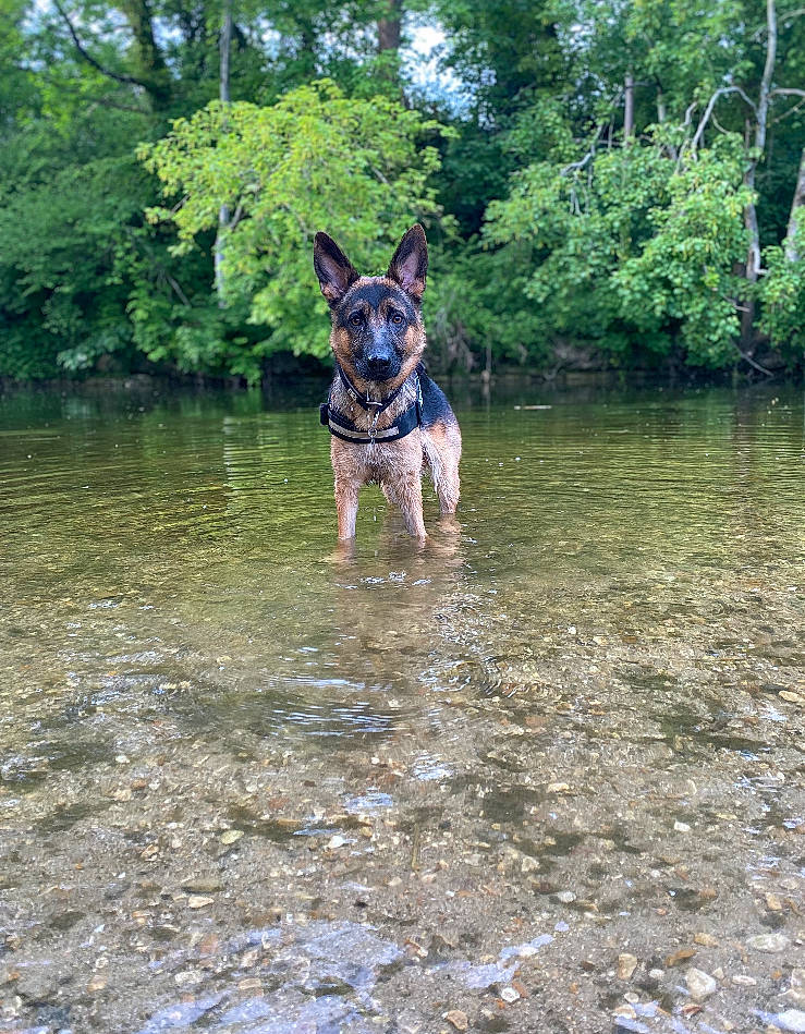 Remi is registered to the contest to win money with this photo: adventure, canidae, carnivore, companion_dog, creek, dog, dog_breed, fawn, fluvial_landforms_of_streams, grass, lake, plant, recreation, sporting_group, stream, tree, water, watercourse, wildlife, working_animal