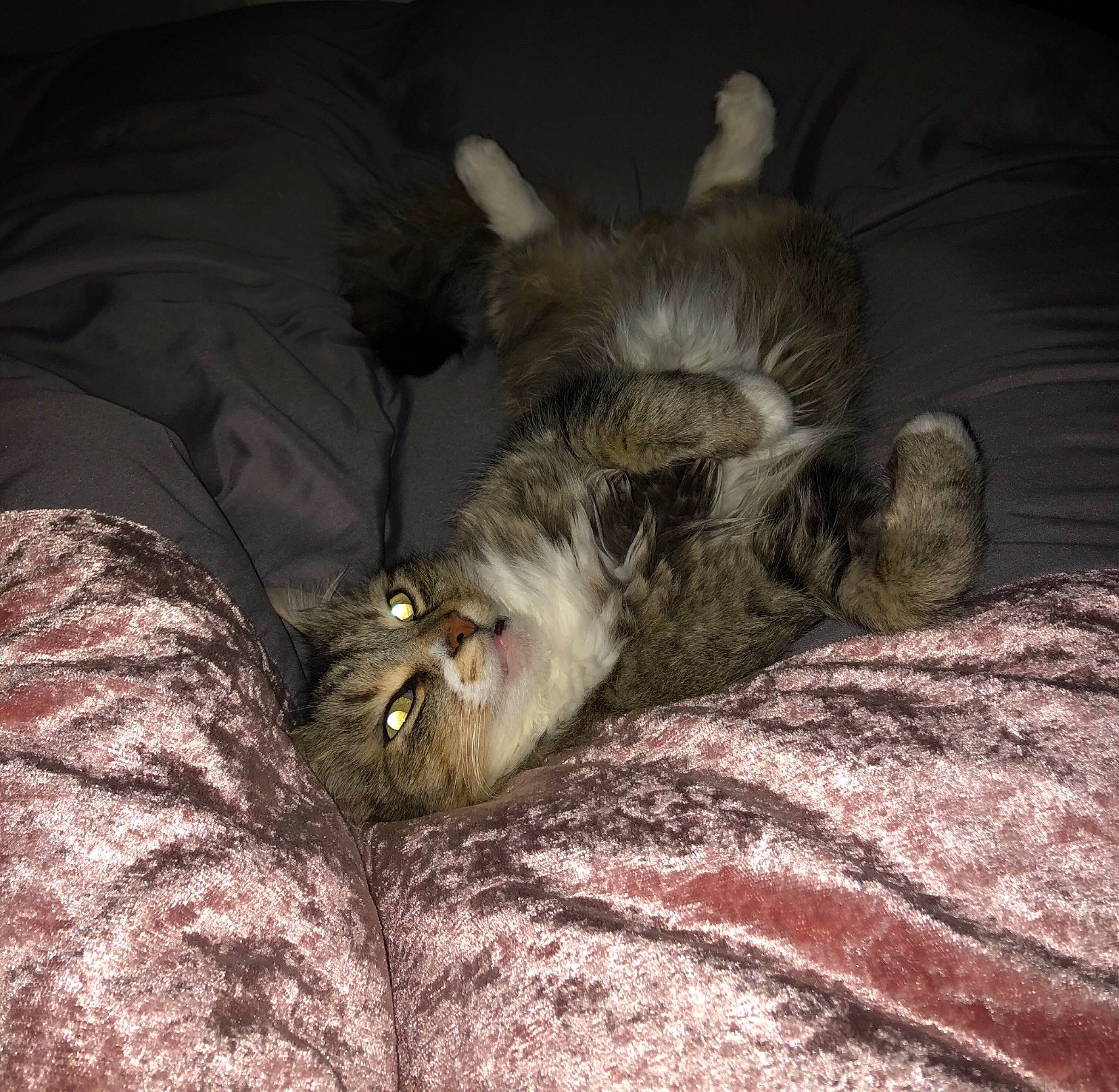 Tiger joined the competition — help win amazing prizes! brown, carnivore, cat, claw, comfort, darkness, dog_breed, domestic_short_haired_cat, felidae, fur, grey, linens, nap, paw, small_to_medium_sized_cats, tail, terrestrial_animal, whiskers, wood