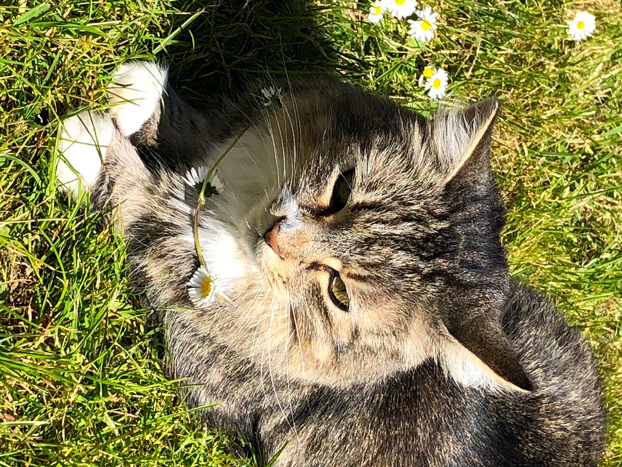 Tiger is registered to the contest to win money with this photo: bobcat, carnivore, cat, domestic_short_haired_cat, felidae, fur, grass, groundcover, plant, small_to_medium_sized_cats, snout, tail, terrestrial_animal, tree, whiskers, wildlife