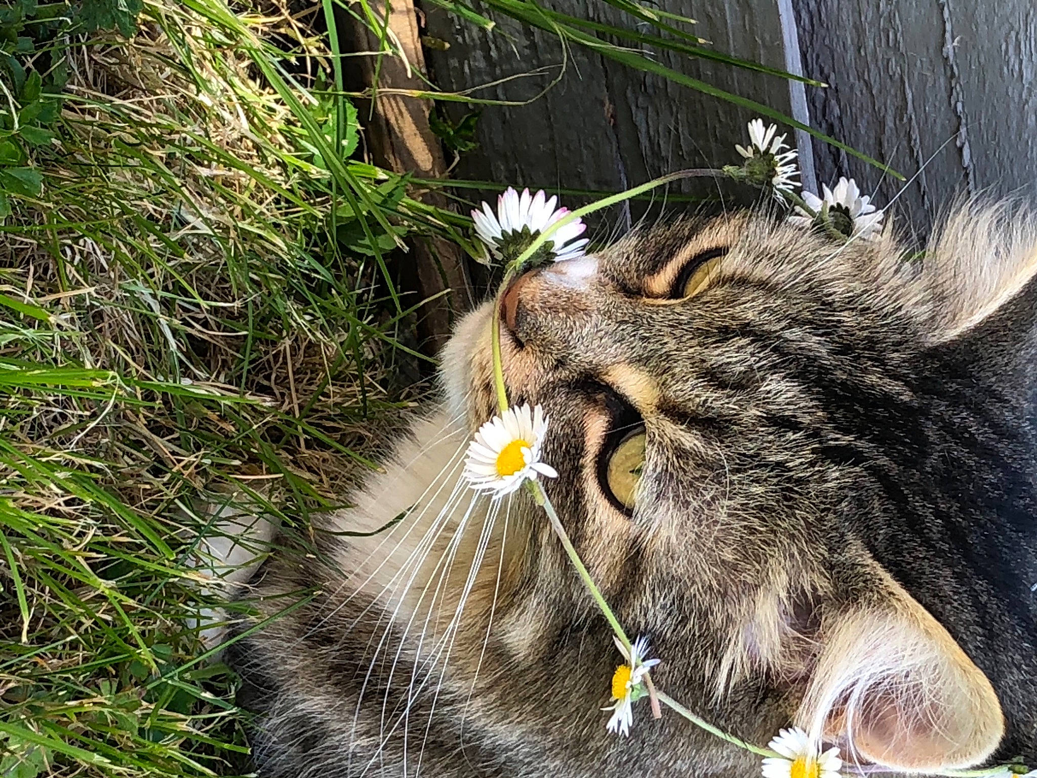 Tiger is registered to the contest to win money with this photo: big_cats, carnivore, cat, claw, domestic_short_haired_cat, eye, felidae, flower, fur, grass, hair, head, paw, plant, small_to_medium_sized_cats, snout, tail, terrestrial_animal, whiskers, wildlife