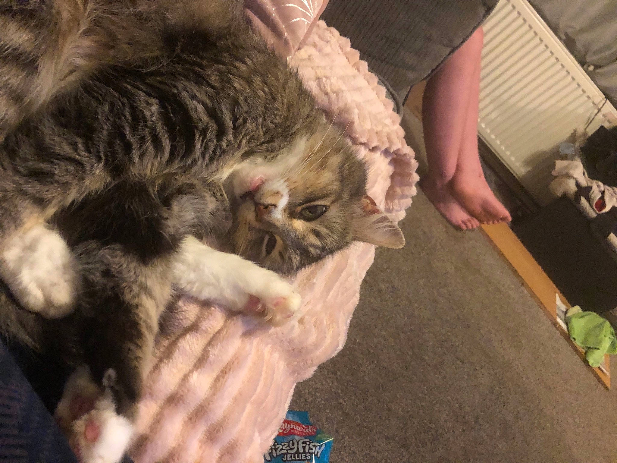 Tiger joined the competition — help win amazing prizes! canidae, carnivore, cat, claw, comfort, domestic_short_haired_cat, fawn, felidae, fur, lap, nail, paw, small_to_medium_sized_cats, tail, whiskers