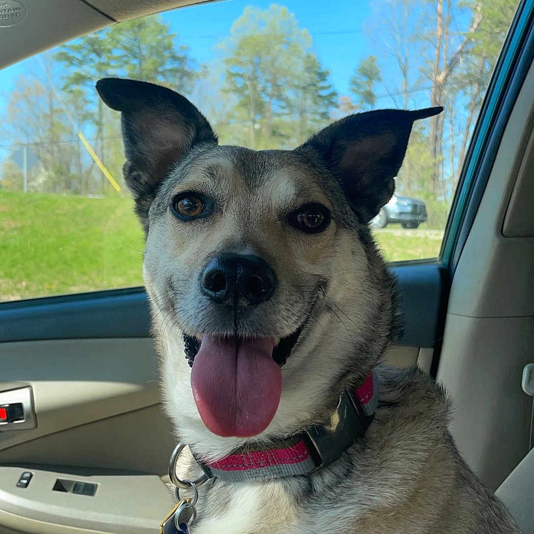 Koco joined the competition — help win amazing prizes! animal, architecture, building, canine, car, cushion, dog, face, head, homedecor, husky, outdoors, person, pet, photography, portrait, puppy, shelter, transportation, vehicle