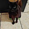 black_cat, cat, cardboard_box, green_eyes, floor_tiles, curious, pet, indoor, animal, feline, whiskers, sitting, looking_up, small_box, home, cute, domestic_cat, floor, box, cat_face