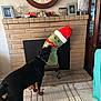 Oso joined the competition — help win amazing prizes! animal, black_dog, brick_wall, christmas_stocking, collar, curious, dog, family_photos, fireplace, floor_rug, furniture, holiday, home_decor, indoor, living_room, mantle, pet, plush_toy, santa_hat, tile_floor