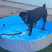 Oso is registered to the contest to win money with this photo: animal, blue, canine, concrete, dog, domestic, fence, grass, hose, leisure, outdoor, pet, playful, pool, rottweiler, standing, summer, water, wet, yard