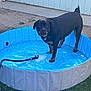 animal, blue, canine, concrete, dog, domestic, fence, grass, hose, leisure, outdoor, pet, playful, pool, rottweiler, standing, summer, water, wet, yard