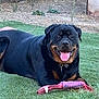 Oso joined the competition — help win amazing prizes! animal, canine, collar, dog, fur, grass, happy, laying_down, muzzle, nature, outdoor, paw, pet, pet_toy, playful, rottweiler, smiling, summer, tongue_out, toy