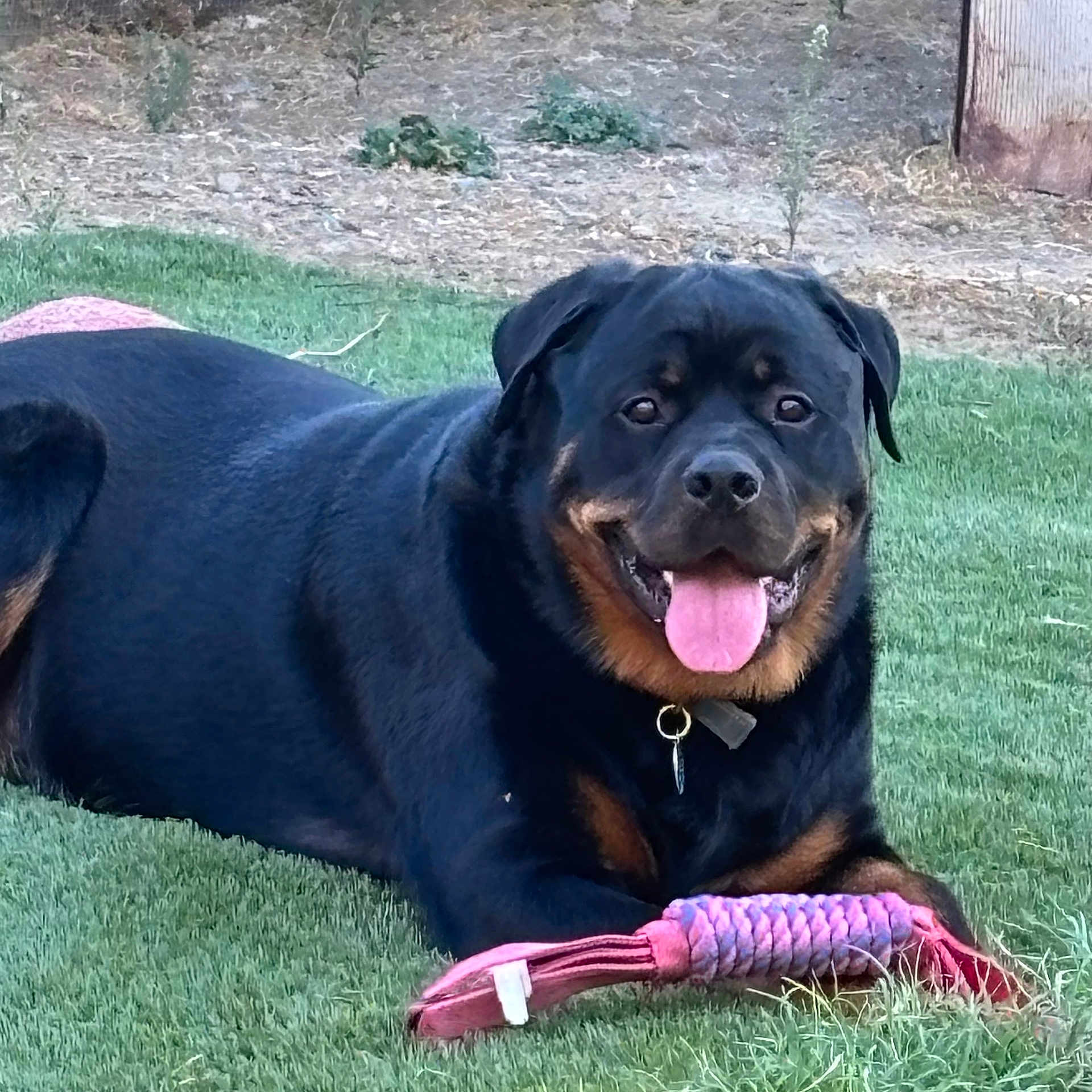Oso