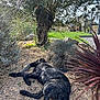 Meco a rejoint le concours — aidez-le/la à gagner de superbes lots ! animal, canine, daytime, dog, garden, grass, gravel, nature, olive_tree, outdoor, peaceful, pet, plants, purple_flowers, relaxation, resting, shrub, sleeping, sunlight, tree