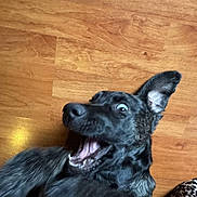 Meco participe au concours pour gagner de l'argent avec cette photo : animal, black_dog, blanket, canine, close_up, dog, ears_up, flooring, fur, indoor, leopard_print, lying_down, mouth_open, pet, playful, surprised_expression, teeth, tongue, wide_eyes, wooden_floor