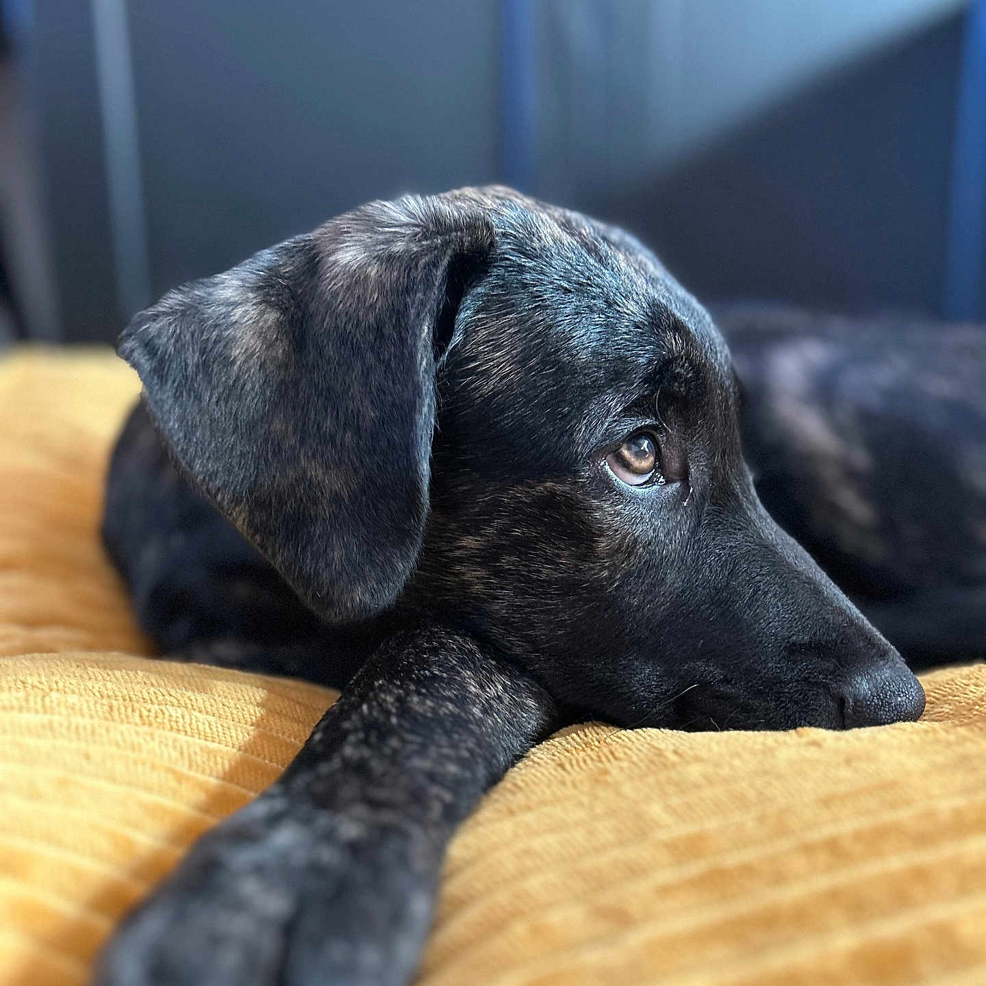 Meco participe au concours pour gagner de l'argent avec cette photo : animal, black, blanket, brown, canine, close_up, companion, cozy, dog, fur, indoors, lying_down, muzzle, paw, pet, portrait, relaxed, resting, side_view, soft_light
