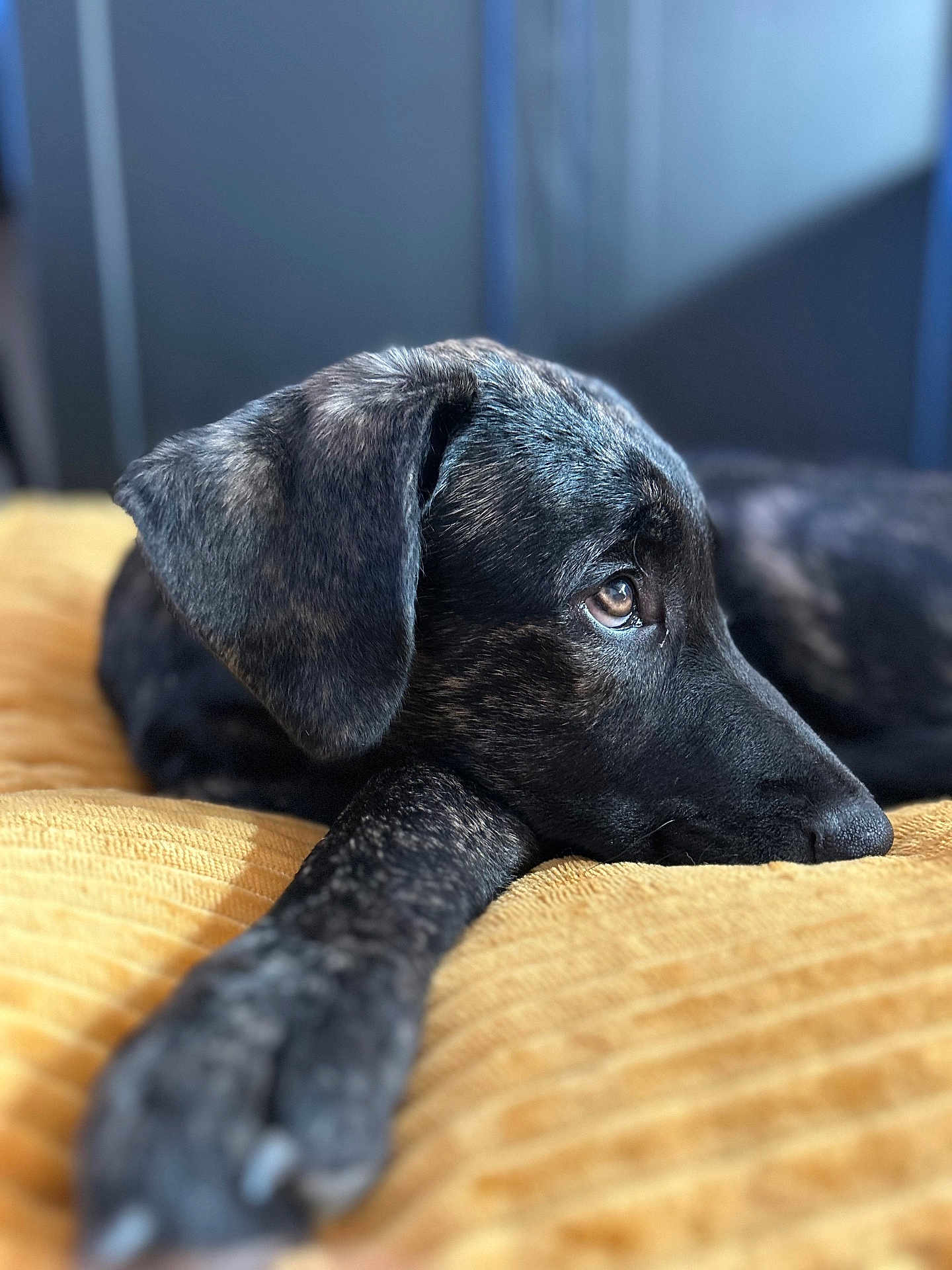 Meco participe au concours pour gagner de l'argent avec cette photo : animal, black, blanket, brown, canine, close_up, companion, cozy, dog, fur, indoors, lying_down, muzzle, paw, pet, portrait, relaxed, resting, side_view, soft_light