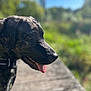 Meco a rejoint le concours — aidez-le/la à gagner de superbes lots ! animal, blurred_background, canine, close_up, collar, daylight, dog, ears, greenery, happy, muzzle, nature, outdoor, pet, side_profile, snout, summer, sunlight, tongue, wood