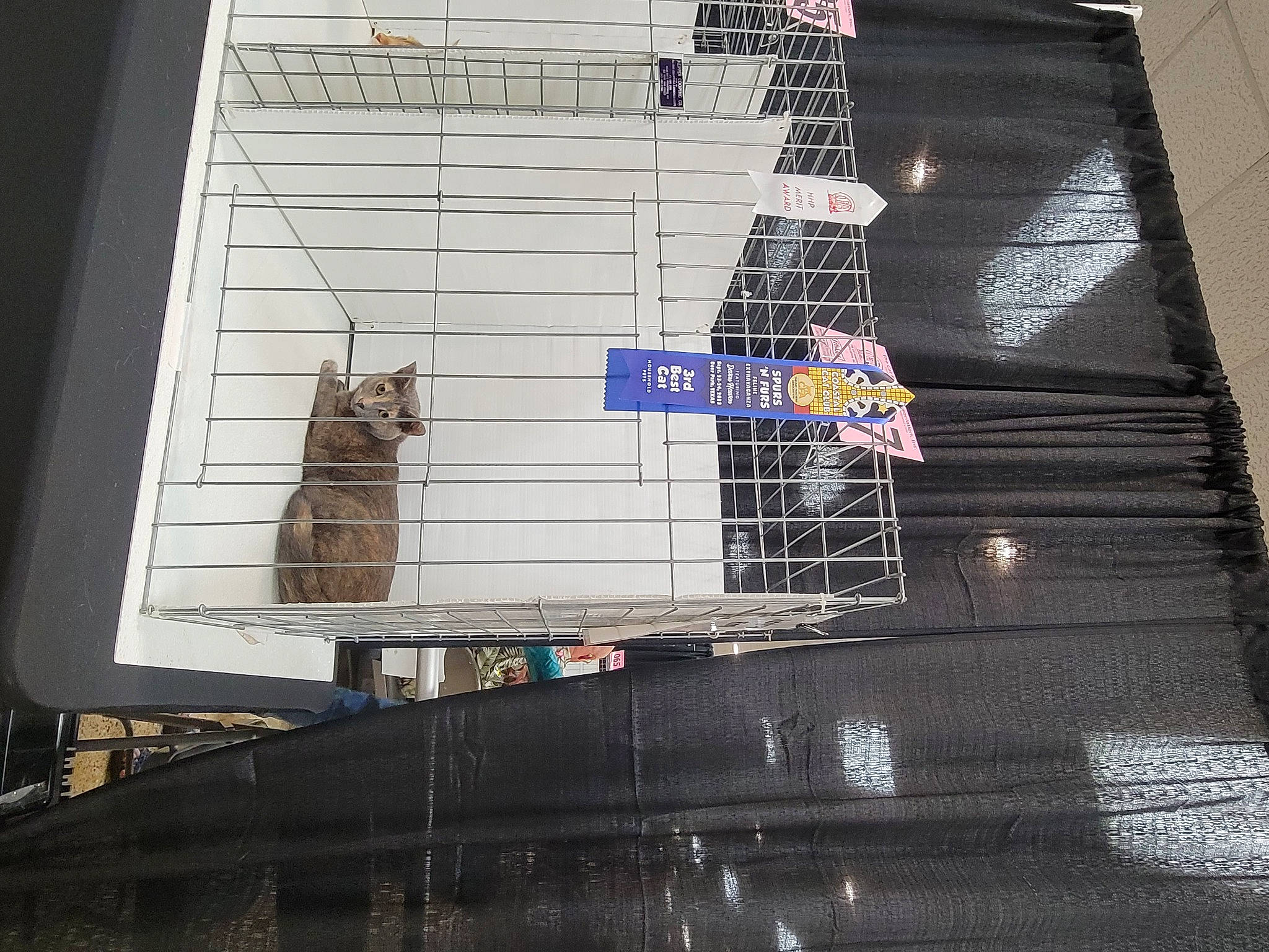 Bon Bon is registered to the contest to win money with this photo: art, brick, building, cage, cat, facade, felidae, flooring, font, glass, machine, metal, room, small_to_medium_sized_cats, space, stairs, urban_design, visual_arts, window, wood