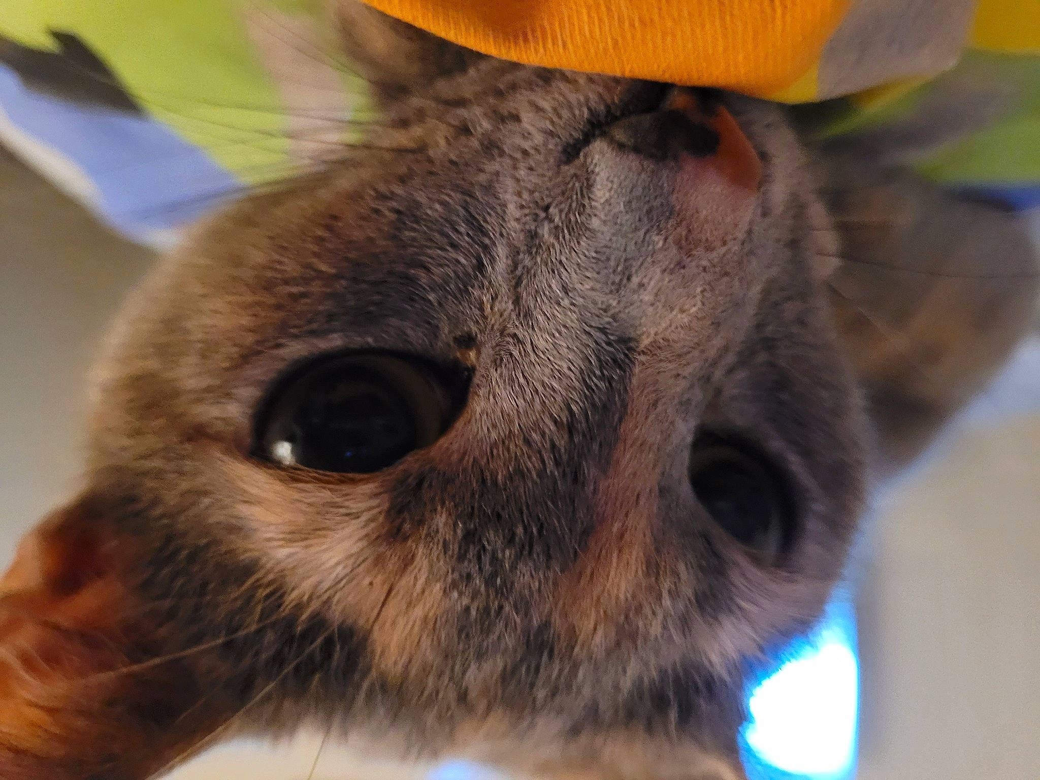 Bon Bon joined the competition — help win amazing prizes! balinese, carnivore, cat, close_up, domestic_short_haired_cat, ear, fawn, felidae, fur, hat, iris, small_to_medium_sized_cats, snout, sun_hat, terrestrial_animal, thai, whiskers, wildlife