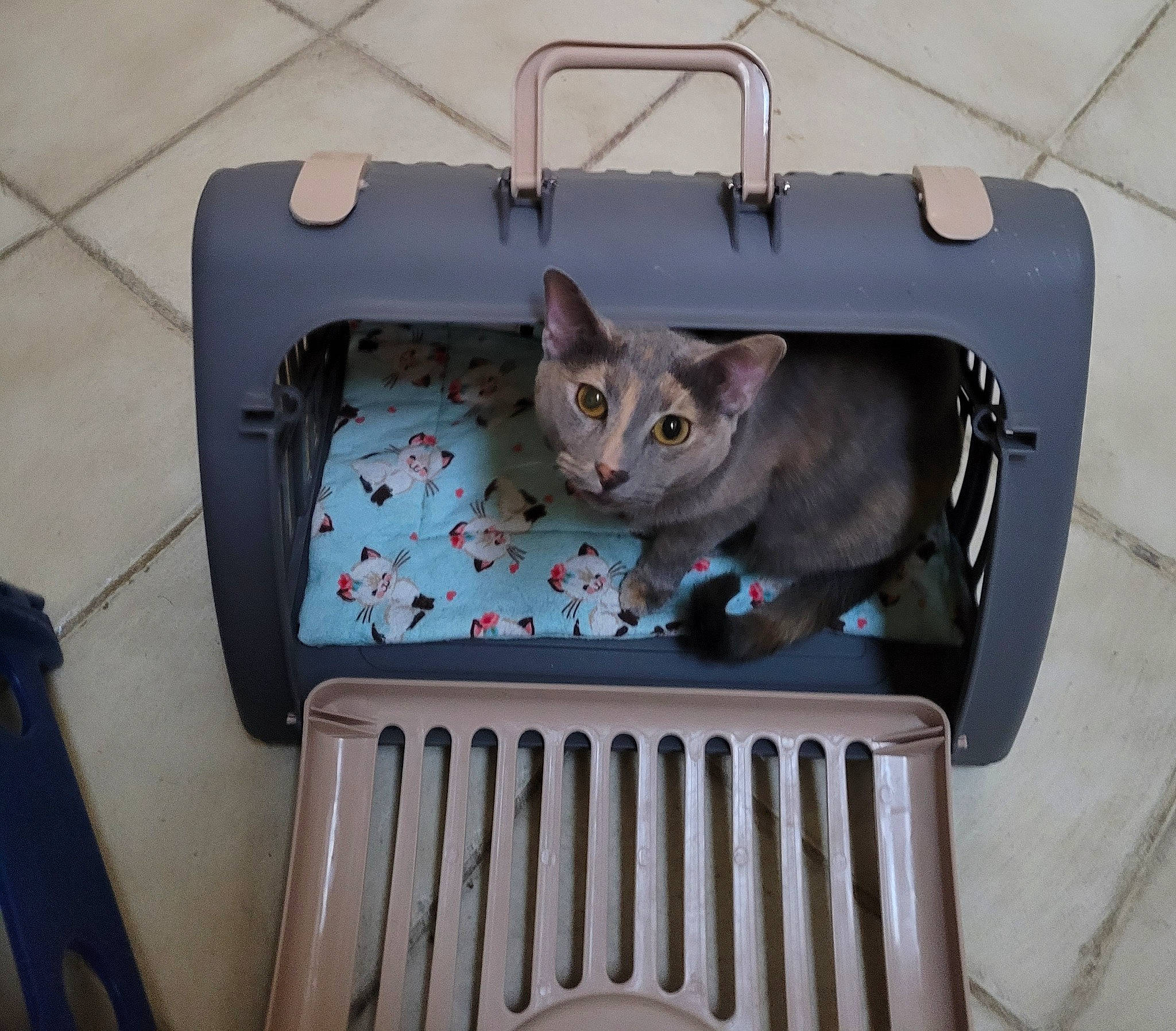 Bon Bon joined the competition — help win amazing prizes! auto_part, automotive_exterior, bag, baggage, box, carnivore, cat, ceiling, domestic_short_haired_cat, felidae, gas, grey, metal, motor_vehicle, product, room, small_to_medium_sized_cats, vehicle, whiskers